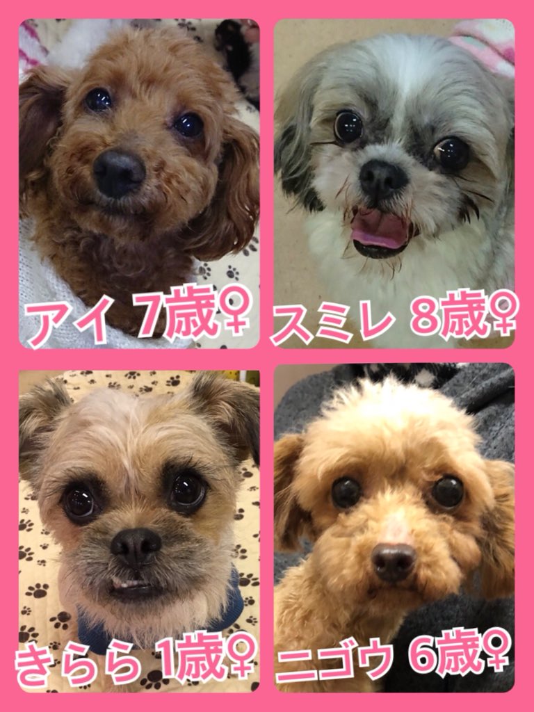 🐾今日の里親様募集中ワンコ🐶メンバーです🐾2019,3,16